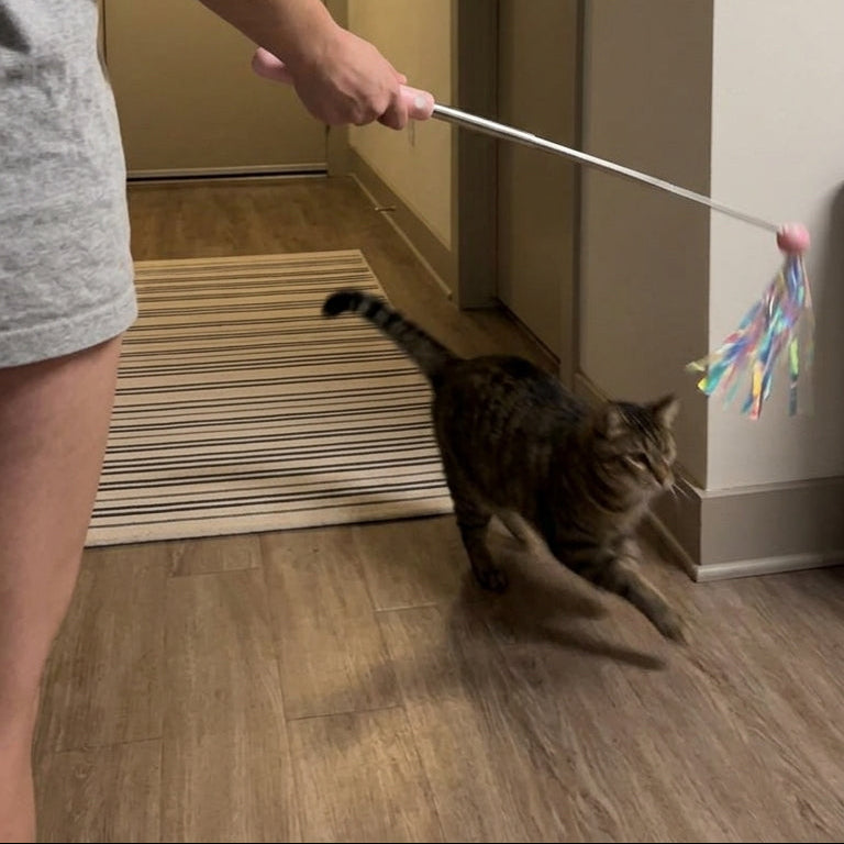Canne à Plumes Rétractable pour Chat – Jouet Interactif avec Tête Interchangeable
