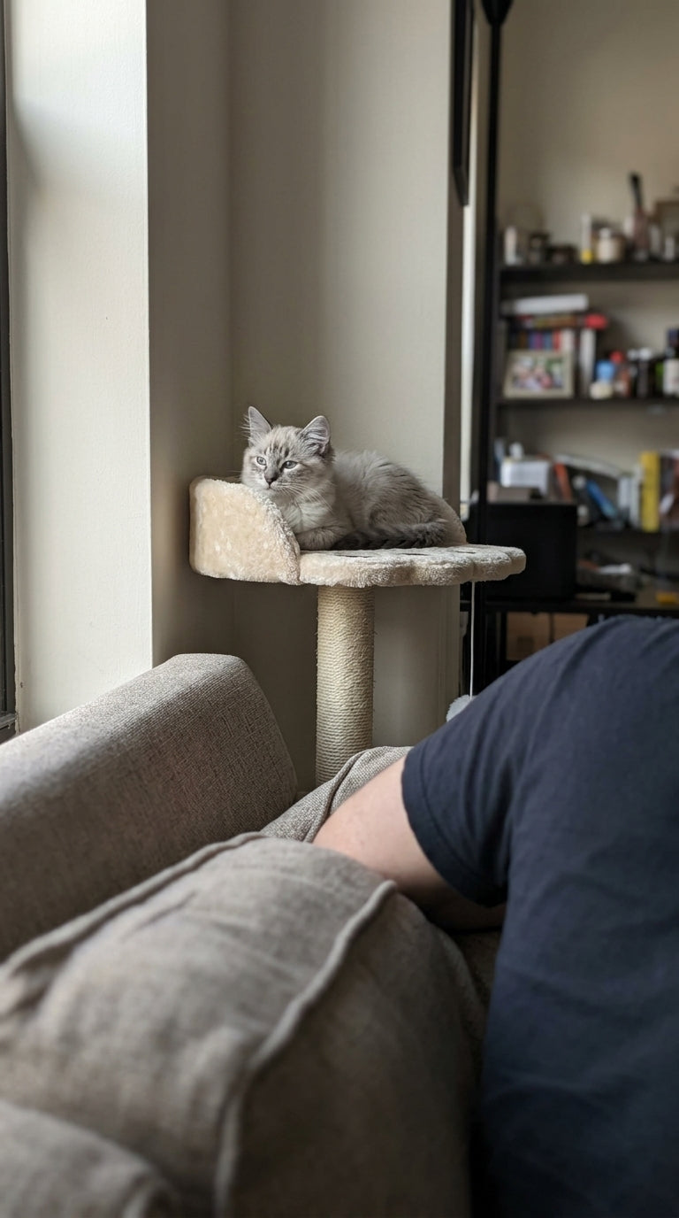 Arbre à Chat Design avec Griffoir Sisal & Jouet Suspendu