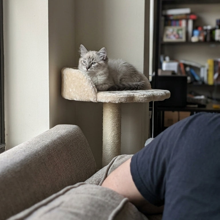 Arbre à Chat Design avec Griffoir Sisal & Jouet Suspendu